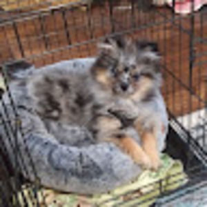 Meet your Posher, Angie